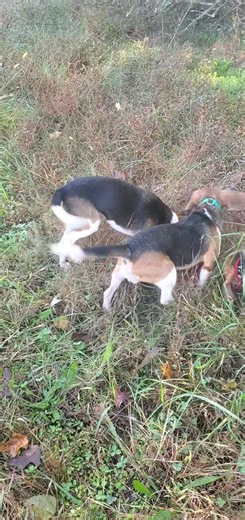 18K views · 587 reactions | Little Joe Cartwright has taken charge of the hunt. | Catron's Kennel | Facebook