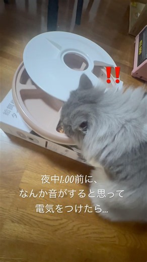 夜中にこっそり食いをするまーちゃん@ #猫との日常 #猫のいる暮らし
