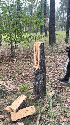 Tips for good felling notch cutting | Stutteri Horskilde