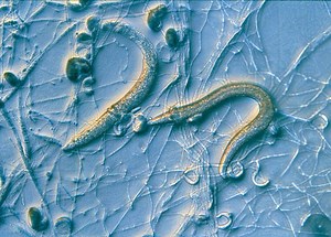 Arthrobotrys - Alchetron, The Free Social Encyclopedia