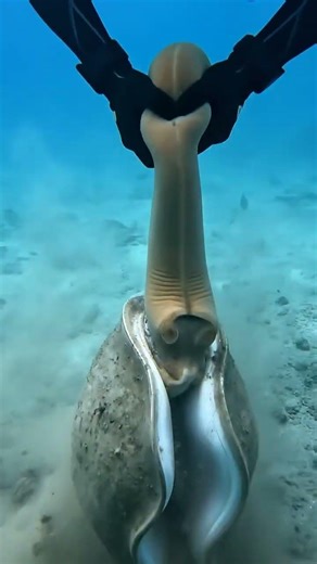 #aquaticlife #fishkeepinghobby #fishcatching #naturelovers #exoticaquariumfish #fishing