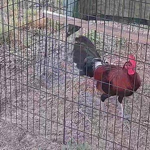 Gilmore Hatch | Red Fowl Farm