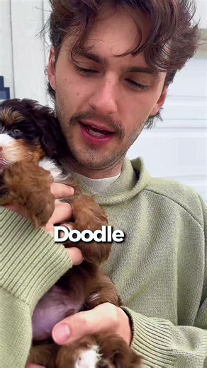 Meet Onyx: Adorable Chocolate Mini Bernedoodle 🐶