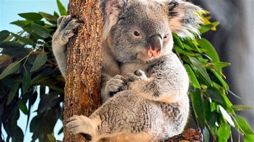 Brookfield Zoo closes popular wildlife exhibit, opens another