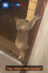 They never expected to find this outside their front door! 🐨👀 via Caters News | Daily Mail Video
