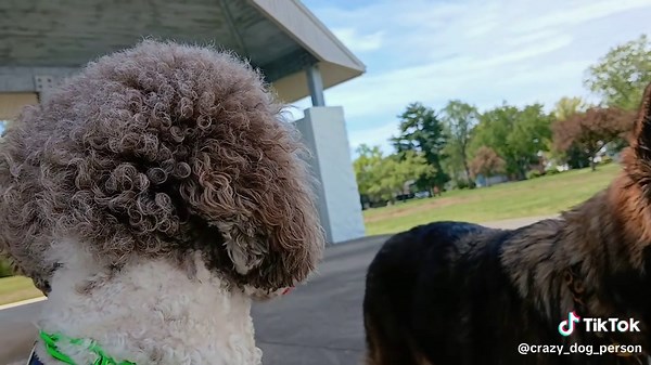 #dogs #fyp #germanshepherd #goldendoodle #dogtok | Dog Of TikTok