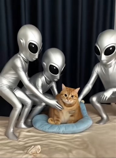 Alert! Your cat has been abducted by aliens! #dreamface #cat #cutecat #kitty #funnycat #fyp | DreamFace