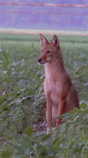 Have a seat. #mfk #foxpro #hunting #wildlife #animals #nature #coyote