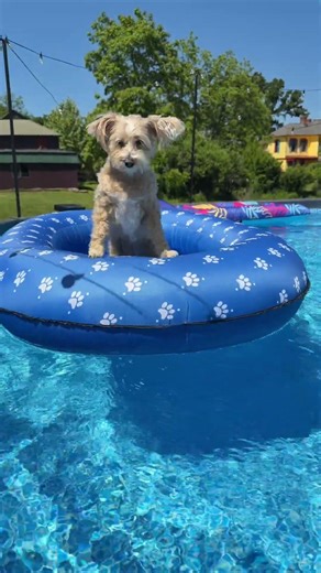 Ultimate Dog Float Adventures 🌊🐶 Large Raft Fun & Deals! #dogfloat #SummerVibes