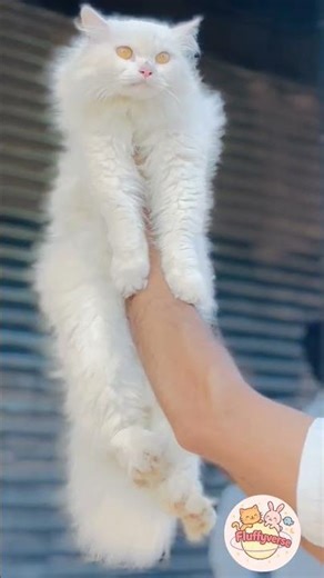 Cutest White Fluffy Cat 😻❄️ | Real Snowball Cat | Fluffyverse