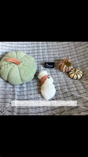 6K views · 553 reactions | 4 weeks old! So hard to believe!! It’s going to start getting fun with this bunch!李♥️勇 #winchesterwesthighlands #dog #westie #puppylove #puppy #doglover #fblifestyle | The REAL Scout Report and Finn Files | Facebook