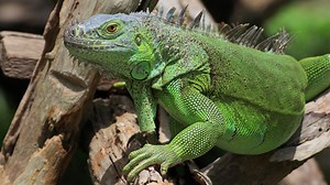 FWC approves rule changes to capture invasive green iguanas
