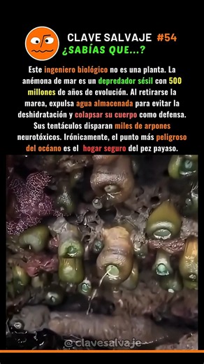 ¡El Depredador Convertido En Hogar! 🧠 54% #naturaleza #animales #ciencia