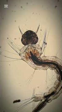 How to testing the effects of Potable Aqua water #how #microscope #survival #campping #outdoors #for