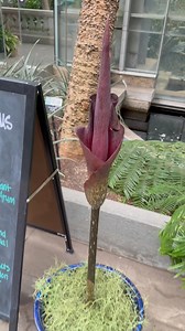 Cue the stink! We have two blooms of the Amorphophallus konjac corpse flowers. This is another species in the same family as the famously large corpse flower Amorphophallus konjac. This smaller blooms also emit a stink like rotting meat to attract pollinators like flies and beetles. Find them on display in the Garden Court. | U.S. Botanic Garden