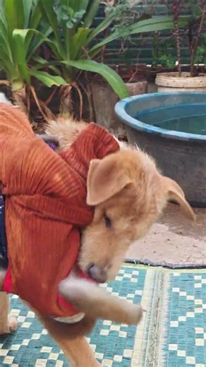 The dog really has a lot of fans.