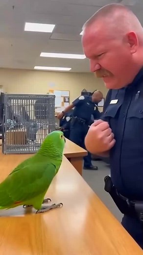Larry the Parrot disturbs cops part 2😆😆😆 #talkingparrot #petparrot #funnyparrot | Larry the parrot