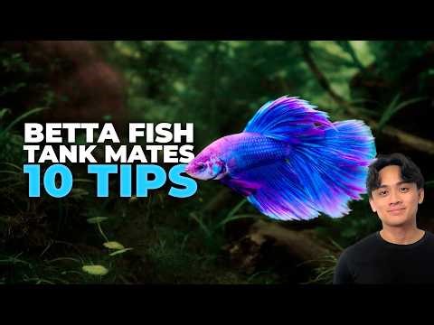 10 TIPS to Betta Fish Tank Mates