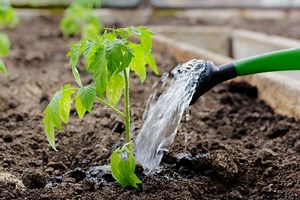 Trois techniques d'arrosage à privilégier pour économiser l'eau au jardin potager