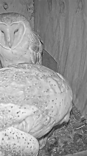 🤯🐀 Nature’s Fury in a Barn Owl Nest Box