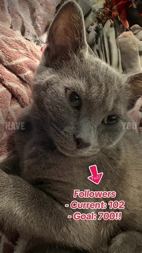 Achieve 500 Followers to Share Gym Wear Tips