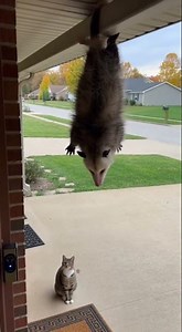 Possum Hangs Upside Down, Cat Is SHOCKED