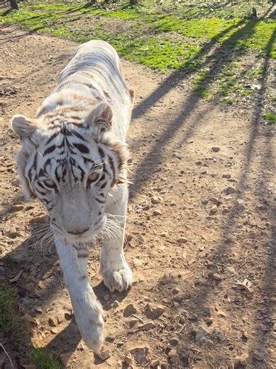 Charming Chuffing of Tigers