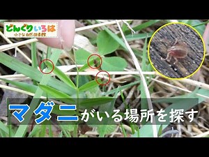マダニの生息場所を探す【古民家で田舎暮らし】