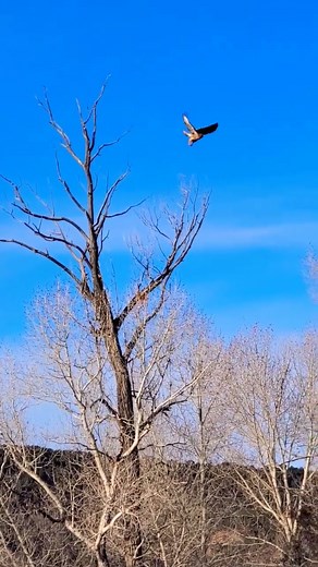 red tailed hawk call ❤️
