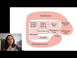Physiological basics of limbic system and emotions