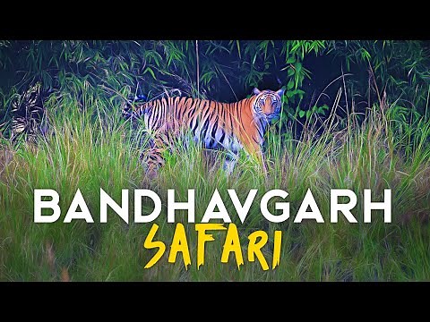 EP 01 - Magadhi Zone Safari - Bandhavgarh Tiger Reserve - 4K Video