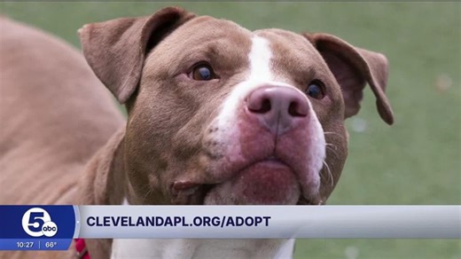 Cleveland APL Pet of the Week: A 6-year-old dog named Sweets! | Haystack News