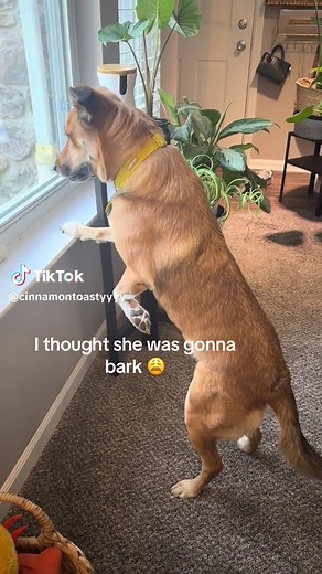 Funny Squirrel Scare Prank | Hilarious Animal Reactions