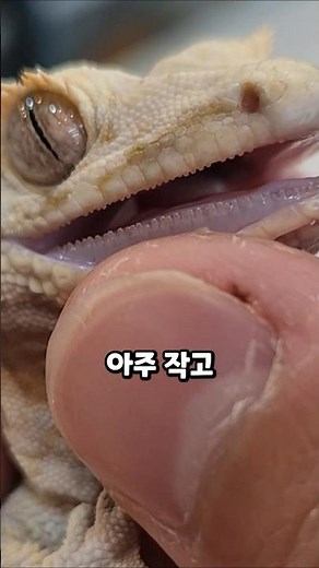 도마뱀 이빨