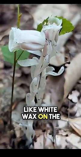 Ghost Pipe The Mysterious Plant That Grows in Total Darkness #GhostPipe #HealingPlants #NatureFacts