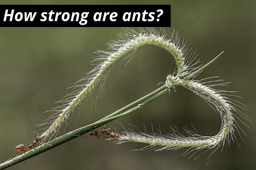 How Strong Are Ants? Incredible Facts About Ant Strength