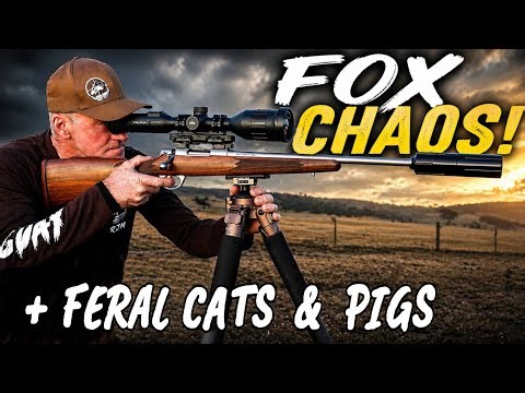 2 NIGHTS CHASING FOXES - FERAL CATS AND PIGS || First Run with the D-MAX and New SAKO 90 .223. #fox