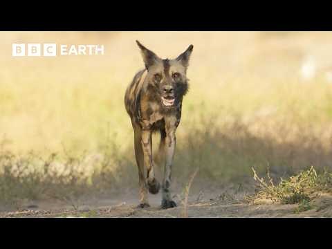 Meet Flint: The Three-Legged Wild Dog | Kingdom | BBC Earth