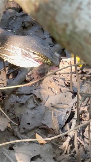Damian 'Wildman' Duffy on Instagram: "Monitor Lizards are active, efficient hunters as well as scavengers. It’s not uncommon to see them feeding on carrion like this Argus Monitor swallowing a wallaby paw in the mangroves of the Northern Territory. @natureismetal"