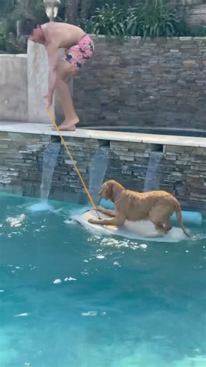World’s First Boogie Boarding Dog?!🐶🏄‍♀️ #puppy #vivia #goldenretriever #trending #funny