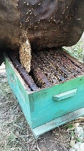 167K views · 1.1K reactions | Bee growth at its peak — the colony has expanded so fast that they’ve started building their own comb. Time to give them a fresh foundation sheet! ✨ #beekeeping #beekeeper #strong #colony #naturalcomb #honey #foundationframe #honeybee #apiculture #beehive #beekeeperlife #ExpandingColony #bees #healthyhives | Shehzaad Ali | Facebook
