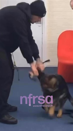 Meet Trainee Prison Dog Reaper… Bred by Hundenkraft - Reaper has been with HMPPS since he was 8 weeks old - and already looks like he’s going to be a cracker. At 15 weeks and still a young puppy, he’s starting to gently learn chase, play, and win - and picking it up incredibly quickly. With training, loads of encouragement & positive reinforcement, TPD Reaper will be keeping prison estates safe - and one day, far, far in the future, when his job is done, he’ll retire and that’s when the NFRSA wi