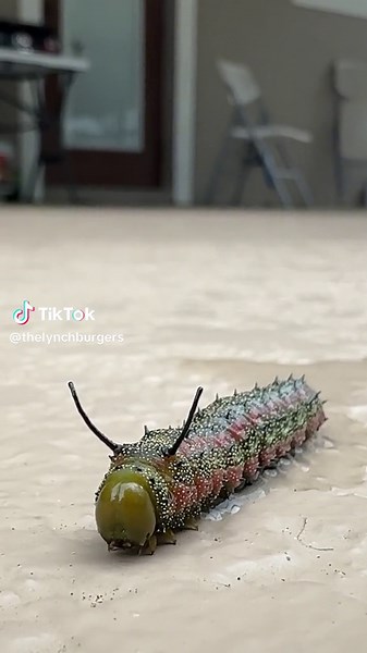 Pink Striped Oakworm Moth I rescued from our Florida swimming pool #insects #pinkstripedoakwormmoth #caterpillar #mario #yoshi #nintendo #bug #moth #butterfly