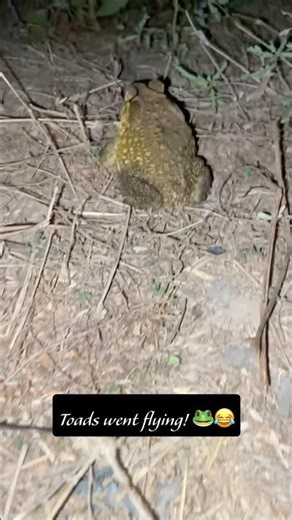 Funny toads | Catch & Release | Crazy reaction lol 😂🐸💫 #shorts #toads #funnyreaction