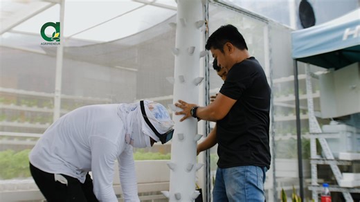 279 reactions · 33 shares | Farming techniques mula Middle East? Yan ang dinala dito ng may-ari ng J&M Crops and Agricultural Supplies and Services! Ngayon, matagumpay na ang kanyang farm gamit sa tulong ng modern at smart farming techniques. Panoorin ang video na ito! #Agripreneur | Agripreneur | Facebook