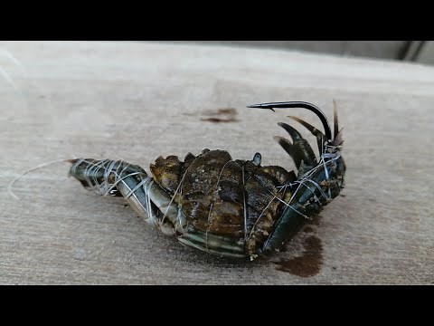 HOW TO USE CRAB FOR SEA FISHING - BAITING UP WITH CRAB