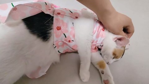 6 Pieces Dog Dresses for Small Dogs Girls, Cute Princess Puppy Kitten Dog Dresses with Flowers and Bowknot for Pet Cats, Small Dogs' Outfits Female Pet Skirts Clothes for Chihuahua Yorkies