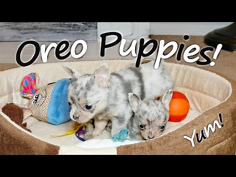 Blue Merle Chihuahua puppies