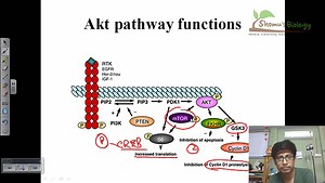 Akt pathway