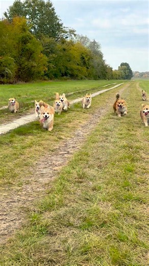 119K views · 3.2K reactions | Corgis in action  #CornatelloCorgi #CorgisInAction #CorgiPower #CorgiFun #CorgiLife #welshcorgipembroke Cornatello Kennel FCI | Natalia Danilova | Facebook